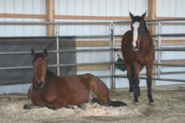 Robin and Peregrine enjoying the new barn.