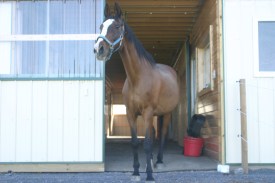 Peregrine surveying the view from the barn.