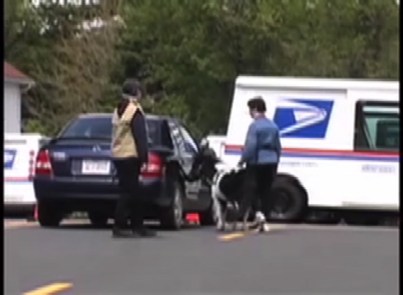 Panda shows off her guiding skills by finding the car door for her handler.
