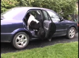Panda getting in car 3