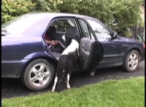 Panda getting in car