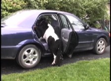 Panda getting in car2