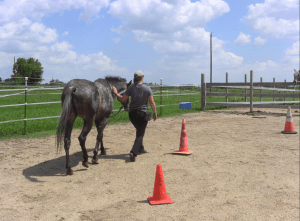 Harrison magic hands top of hill