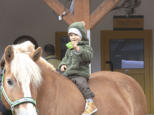 Mauritz on haflinger Franzi's son