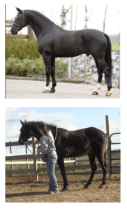 Harrison and warmblood