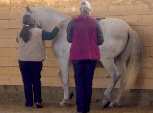 Icky piaffe! color adjusted