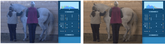 icky piaffe temp 2 shots