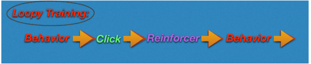 Loopy training diagram with loop