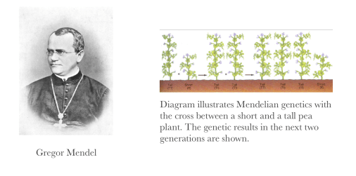 Mendel and his peas