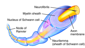 myelin sheath