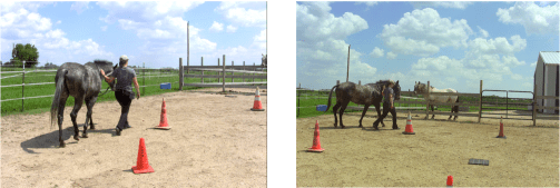 natalie Harrison 2 shots walk tog