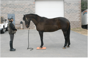 nikita on mat futsal