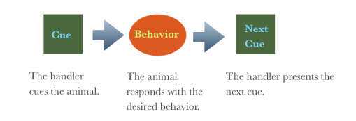 cue behavior cue graphic