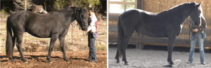 Oliver contrast side by side