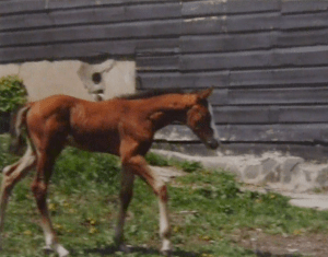 They grow up so fast! Peregrine at eleven days.
