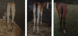 Peregrine 3 shots edit no caption