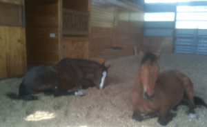 Peregrine and Robin asleep in arena