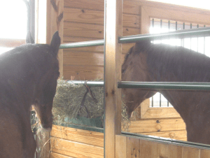 Sharing their "ice cream cone" of a hay bag.