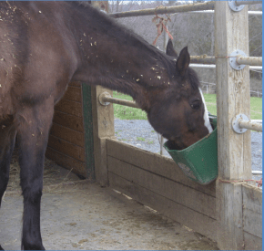 Peregrine enjoying his birthday cake.