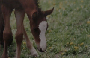 Peregrine foal 11 days 2 head down