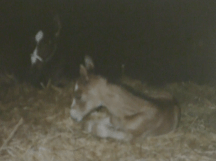 Peregrine just a few hours old.