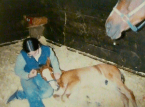 Peregrine foal naptime 2