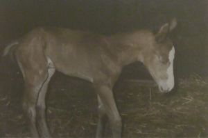 Peregrine foal sleeping standing