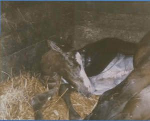 Welcome to the world, Peregrine April 26, 1985