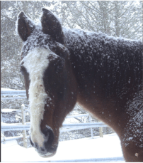 Peregrine in snow head shot