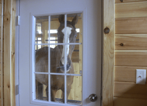 Peregrine is checking to make sure I am in my "stall".