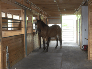 Peregrine Robin in aisle