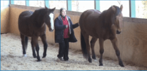 I'm ground driving Robin with invisible drive lines while Peregrine accompanies us.  