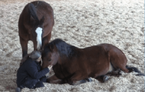 Peregrine Robin lying down hug cropped