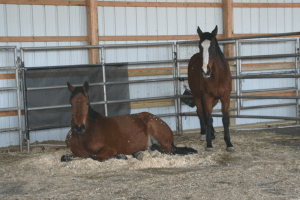 Sharing an afternoon nap.