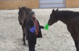 Peregrine touching cone robin looks on
