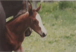 Peregrine: A much wished for, much wanted, much loved individual.