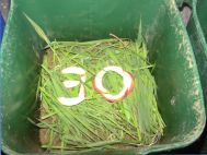 Peregrine's First of Four Birthday Cakes!