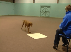 Shaping a dog to trot to a mat.