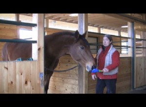 With the horses we begin with very simple, easily isolated behaviors such as targeting.