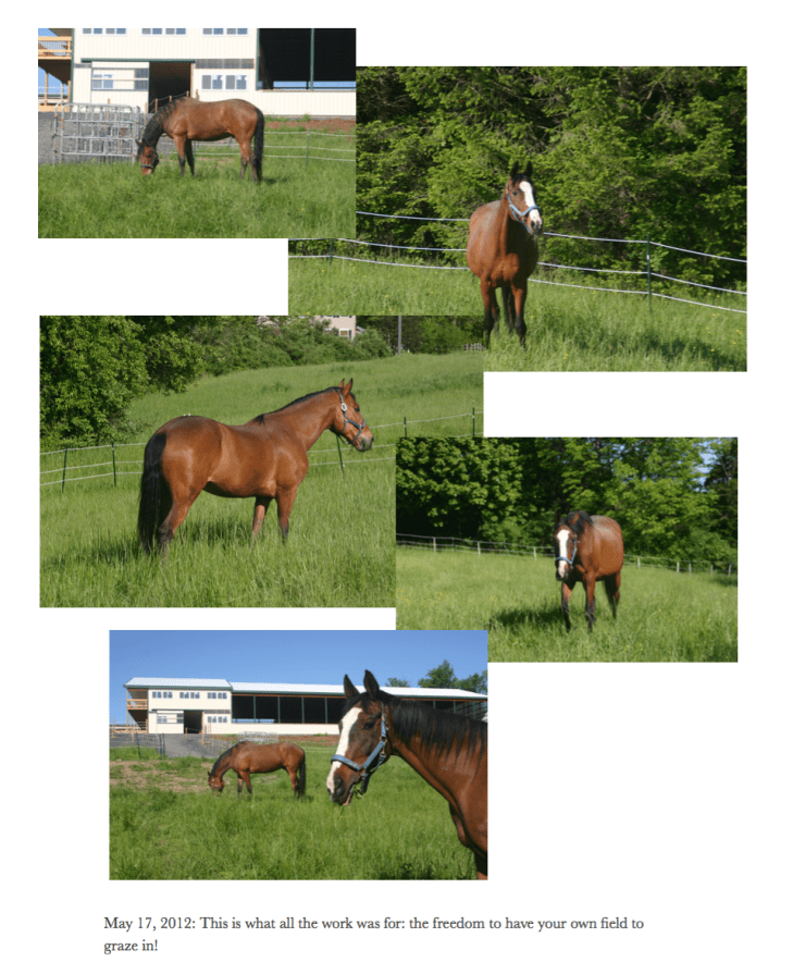 Indy 32 Horses in filed