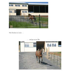 Indy 33 Peregrine choice