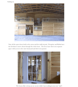 Indy 37 Peregrine window