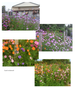 Indy 41 land reclaimed