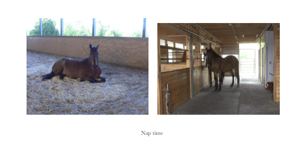 Indy 45 naptime 2 images