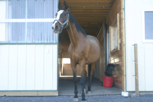 Peregrine in barn door 5:17:12