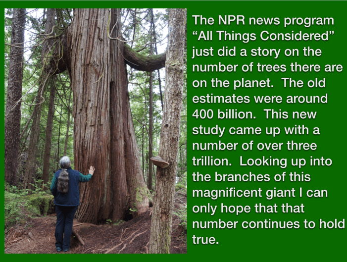 giant tree with caption