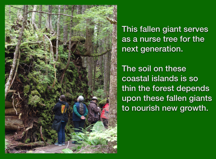 nurse tree with caption2