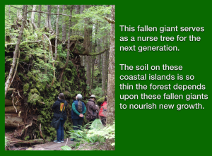 nurse tree with caption2