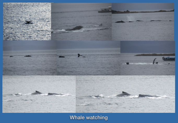 whale watching collage