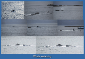 whale watching collage